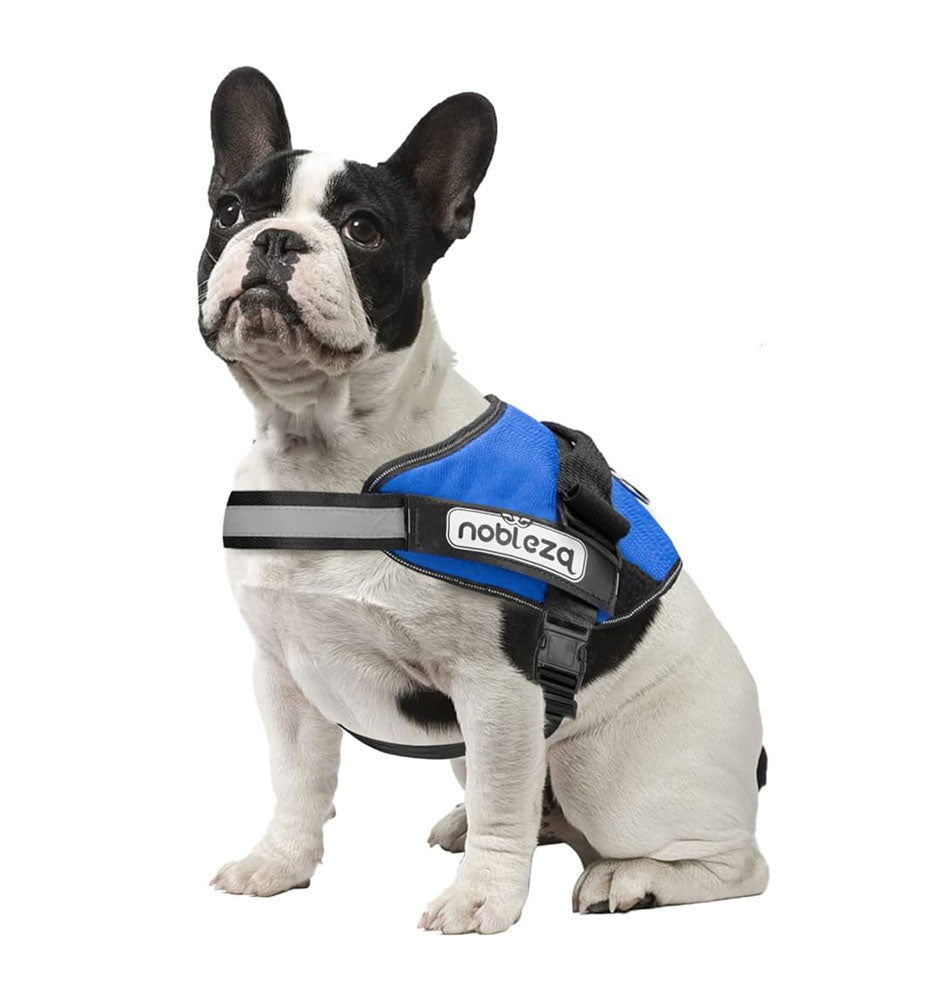 BELLA ENCORE - Personalized No Pull Dog Harness